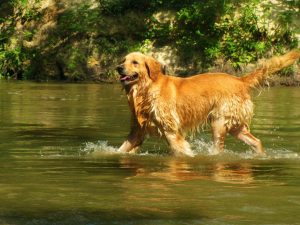 Golden retriever -